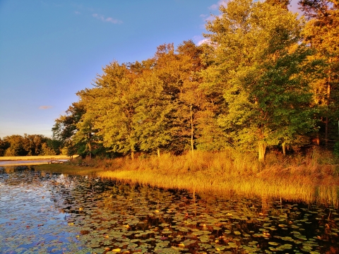 View of Cash Lake with green trees light with afternoon light on the shore. 