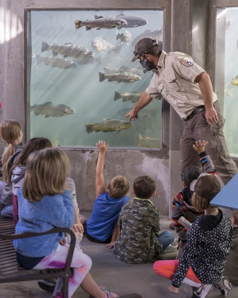 Huge trout swim by an underwater viewing window as sunlight filters through the water, highlighting the trout's colors. Standing in front of the glass is a USFWS employee, who is pointing at a large brown trout that is swimming by. Sitting in front of the employee are a group of primary school students, tow of them have their hands raised to ask questions.