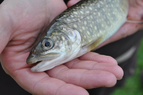 An opened hand holding a Lake Trout. Half of the trout is showing with one eye and the mouth is open a little. 