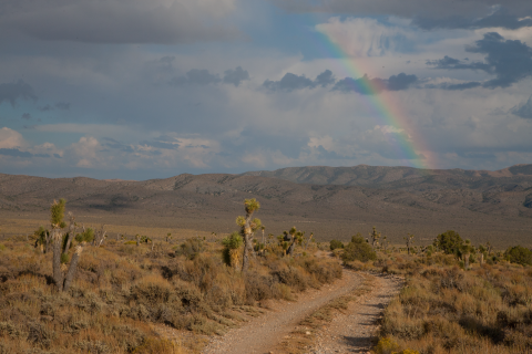 A rainbow behind some mountains in the distance. A gravel road with joshua trees in the foreground.