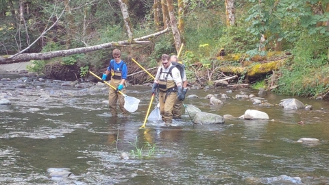 Differences Between Pacific Salmon Reared in a Hatchery vs. the Wild