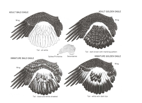 falling eagle feather