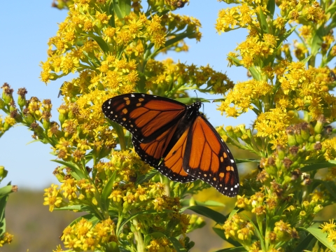 A monarch butterfly feeding on seaside goldenrod