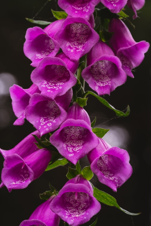 fox glove