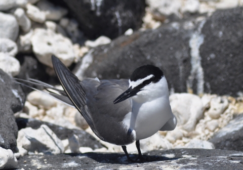 A gray-back tern stands on rocks. It has a gray body and white chest. Black covers the top of its head like a hat as a black streak runs across its eye to its black beak.