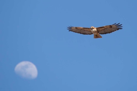 Falcon and Moon Pahranagat NWR