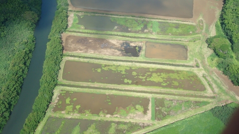 An aerial view of Huleia National Wildlife Refuge. Old square-shaped taro fields have been reverted back to wetlands. A river runs to the left of the property and is bordered by thick vegetation. The landscape is lush and green.