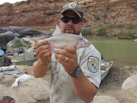 Biologist with humpback chub