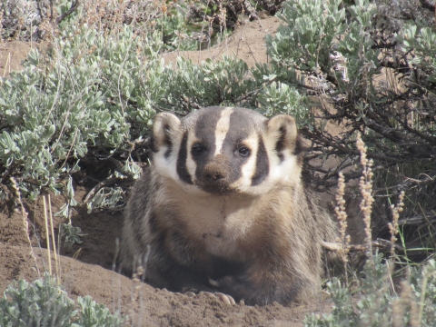 Badger on Wind River Reservation