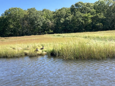 Black Ducks at JHC Refuge