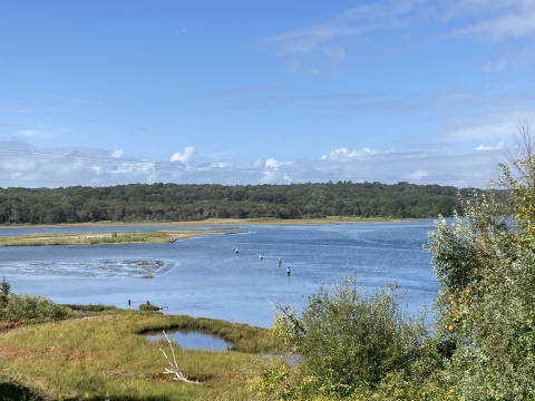 Saltmarsh at JHC Refuge