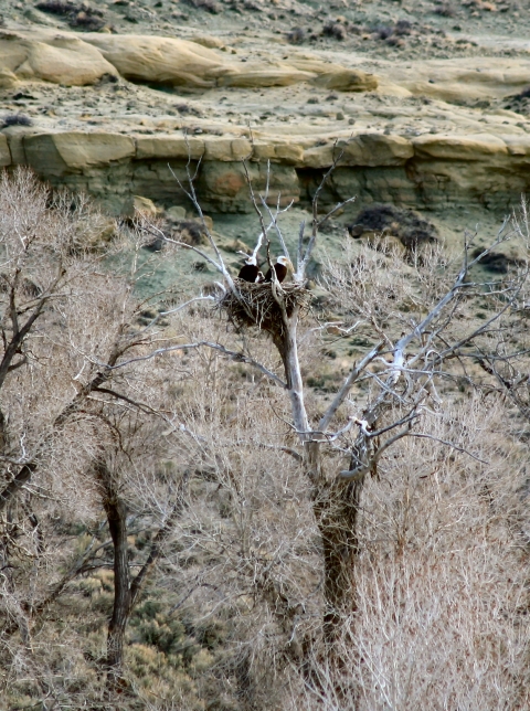 Nesting bald eagles on Wind River