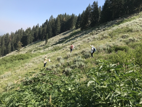 Three people standing in a meadow.