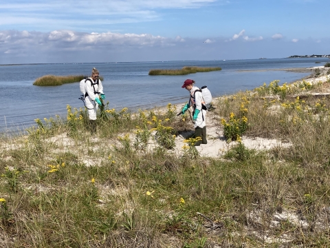 Biological technicians spray herbicide on Asiatic sand sedge (Carex kobomugii) found growing at Holgate wilderness area.