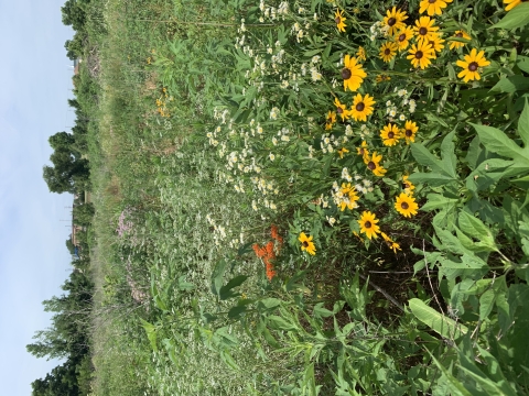 A variety of shrubs and flowers with yellow flowers towards the front and white in the middle