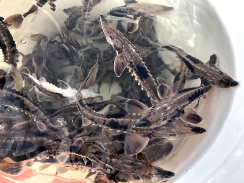 Lake sturgeon fingerling swim in a plastic bucket