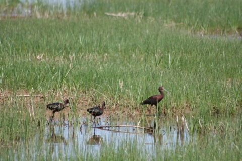 A trio of white-faced Ibis wade in a moist soil unit.