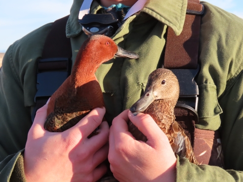 Ducks being held Pahranagat NWR