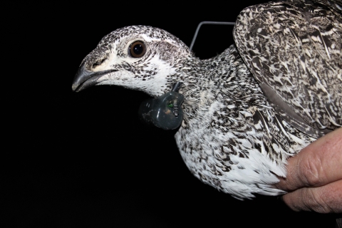 Collared Hen | FWS.gov