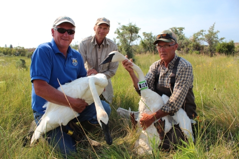 Trumpeter swans on Wind River Reservation