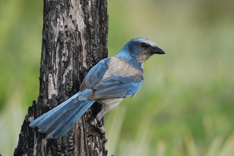 A Florida scrub-jay on a dead snag.