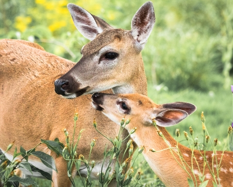 Key deer doe and fawn