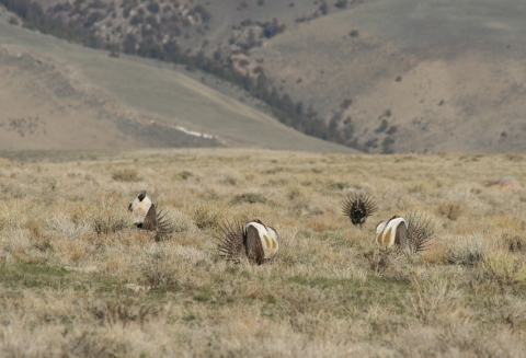 Little Sand Draw sage grouse lek