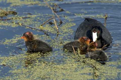 Malheur NWR_American Coot Chicks_Barbara Wheeler Photography, USFWS Volunteer