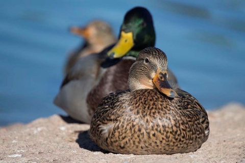 Mallards on rock Pahranagat NWR