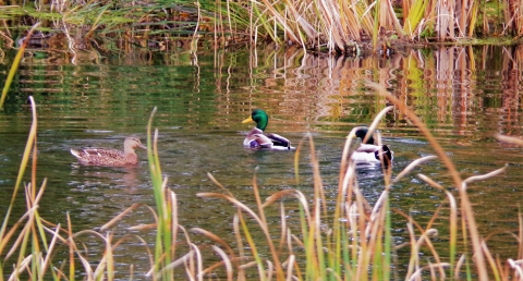 3 Mallards in a Minnesota Wetland