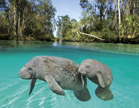 Manatee mother and calf in crystal clear water, split shot inside and outside of the water