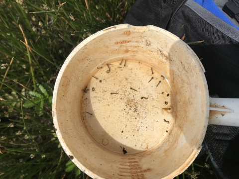 mosquito larvae