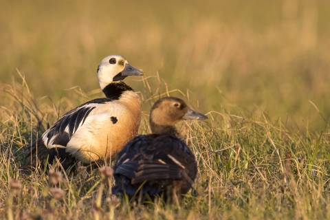 a male and female duck in the grass