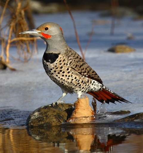 Northern flicker on frozen pond