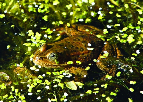 Oregon Spotted Frog