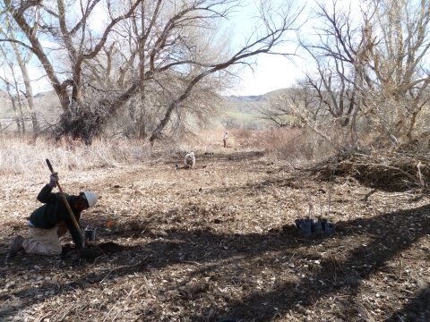 Planting Trees Pahranagat NWR