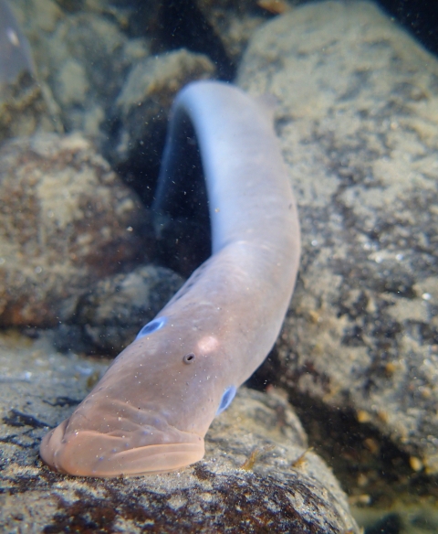 A blue-eyed adult Pacific lamprey suckers onto a rock underwater.