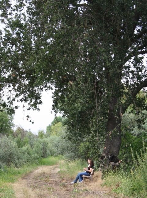 People sitting on a bench along a trail beneath a big oak tree.