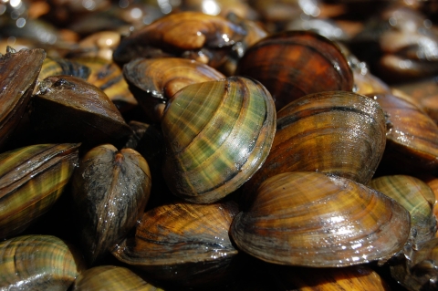 About 25 Higgins Eye mussels bunched together 