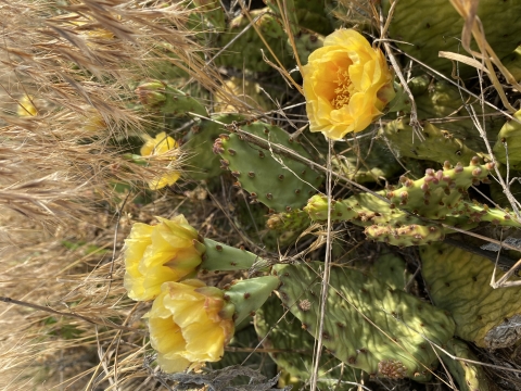 Prickly pear cactus blooms a brilliant yellow in the sand prairies of Meredosia NWR.