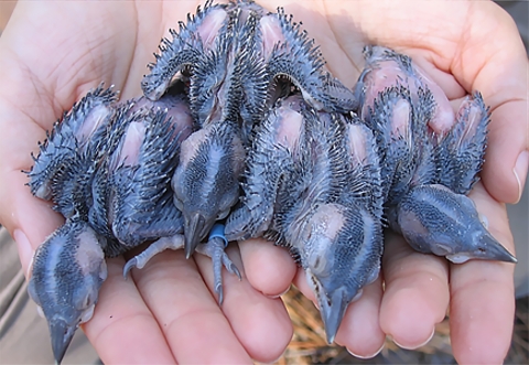 Two hands extend toward the camera, holding four young birds with emerging feathers. One bird has a light blue band around a leg.