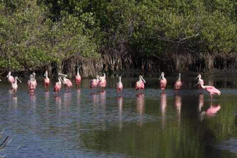 Roseate Spoonbills standing in water.