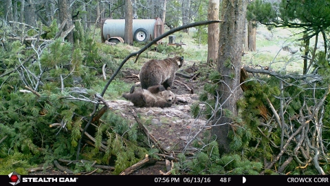 Wind River Reservation grizzly bear sow and cub at a trap site