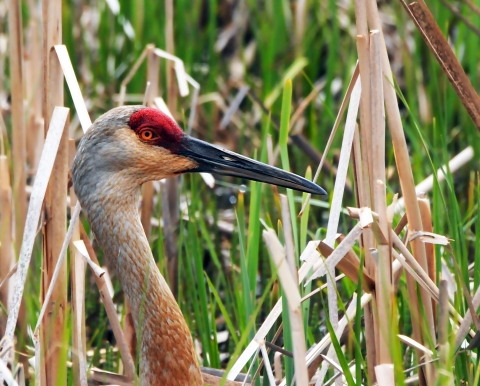 The Brilliant Colors Of A Sandhill Crane