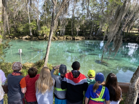 School group looking at resting manatees in warm waters of Three Sisters Springs