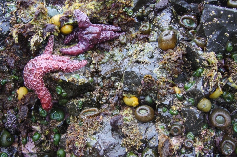 Tide pool critters