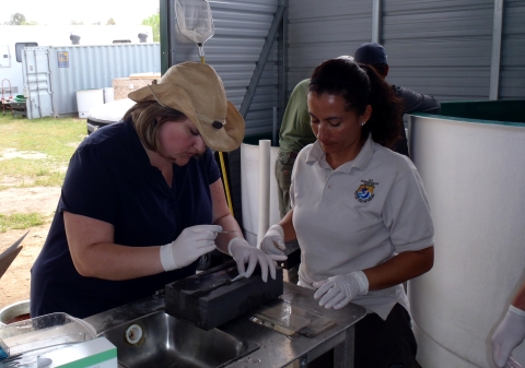 Two women operate on a tiny fish