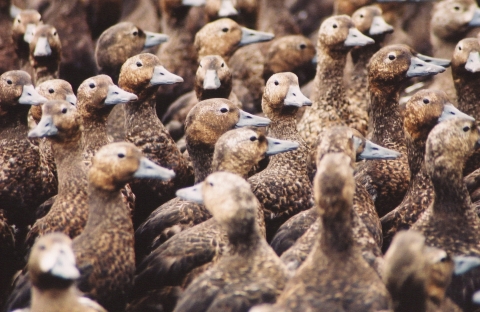 brown birds