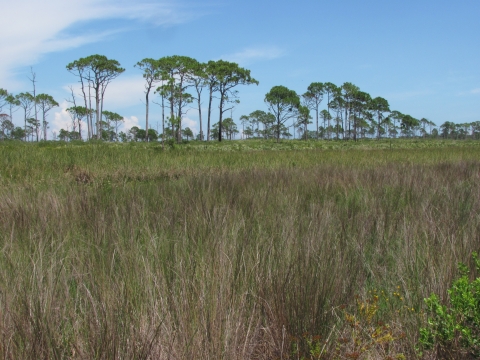 Scrub habitat.