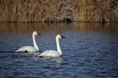 Swans Pahranagat NWR